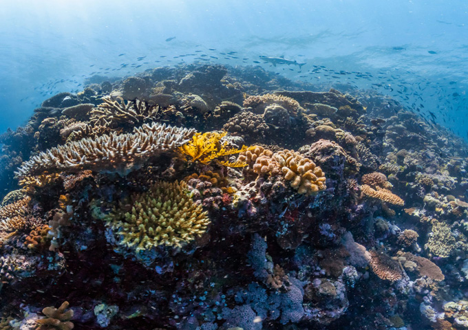 Take the plunge with Virtual Reef Diver