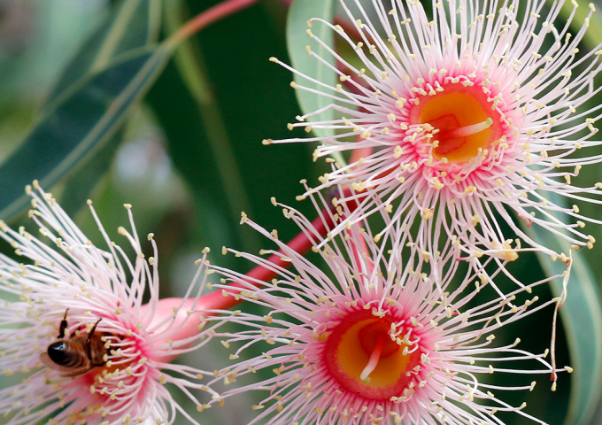 Wagga Wagga Botanic Gardens