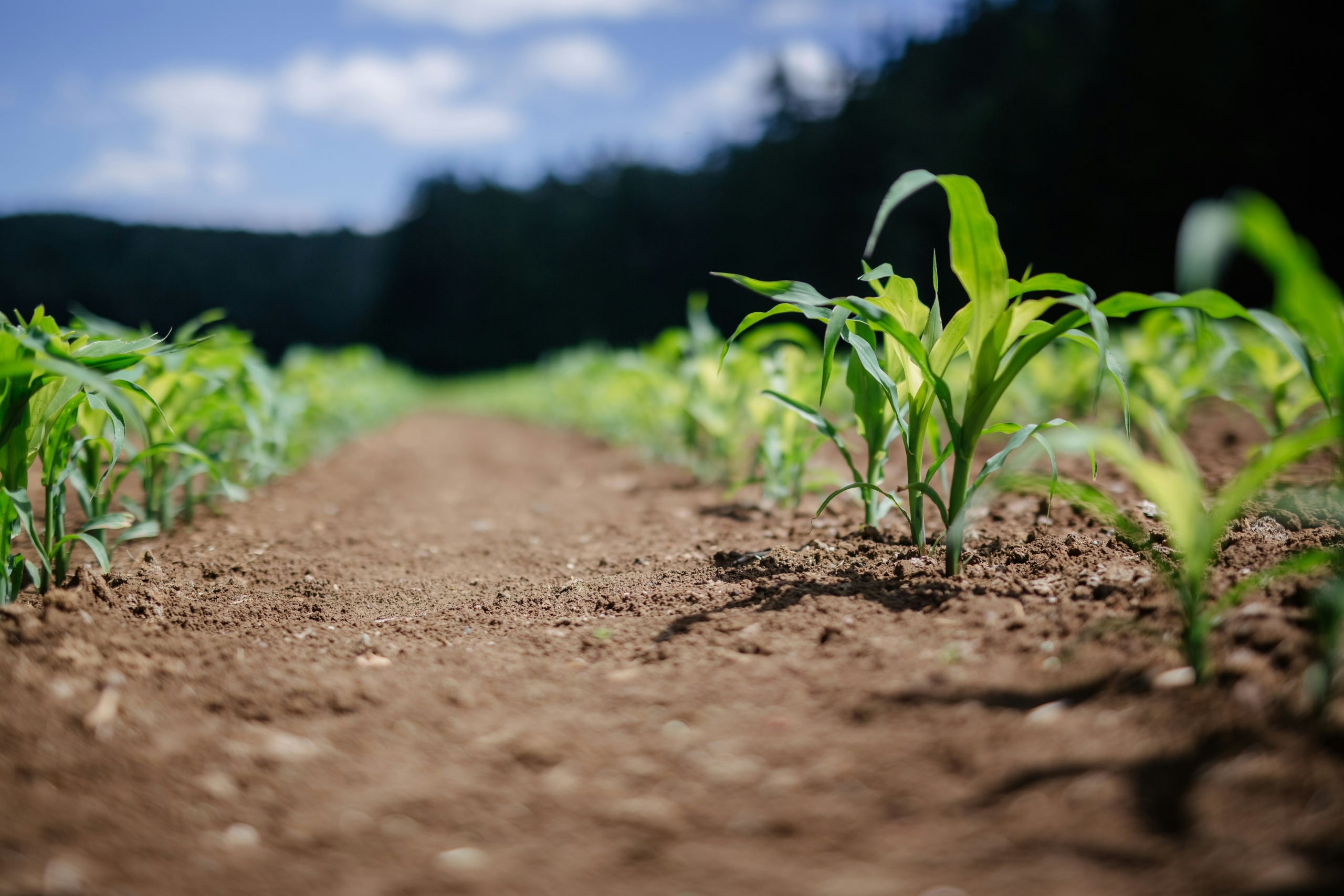A close-up photo of a row of seedlings in a field on a sunny day.