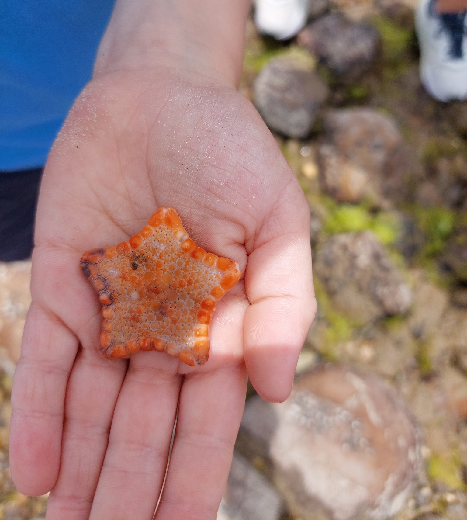 South Australia State Grant Recipients for National Science Week 2024