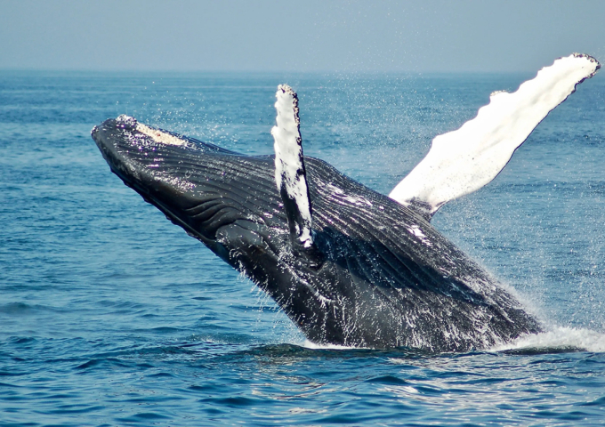 QLD 2025 highlights: 50 ways to die in space, 3D-printed pills, why whales sing, future food, and more